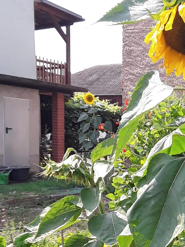 Blick in den Hof: das Fachwerkhaus mit Holzbalkon, dahinter Scheune und Garten mit Sonnenblumen und roten Blüten — im Spätsommer von Jörg selbst fotografiert